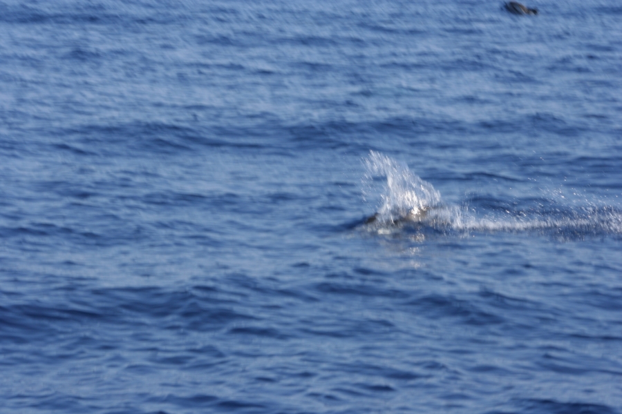 gal/Voyages/France/Cote_Azur/Baleines_-_Villefranche/IMG_0956.JPG