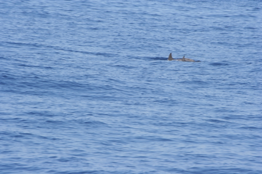 gal/Voyages/France/Cote_Azur/Baleines_-_Villefranche/IMG_0968.JPG
