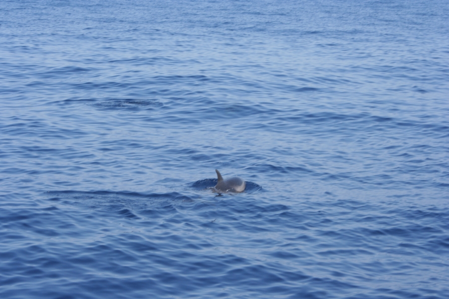 gal/Voyages/France/Cote_Azur/Baleines_-_Villefranche/IMG_0971.JPG