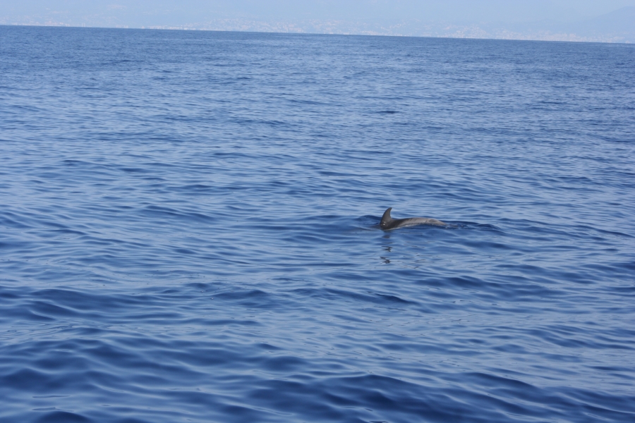 gal/Voyages/France/Cote_Azur/Baleines_-_Villefranche/IMG_0974.JPG