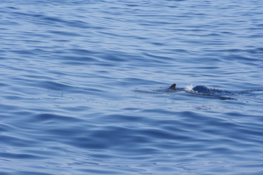 gal/Voyages/France/Cote_Azur/Baleines_-_Villefranche/IMG_0976.JPG