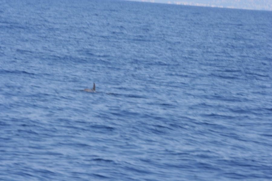 gal/Voyages/France/Cote_Azur/Baleines_-_Villefranche/IMG_0977.JPG