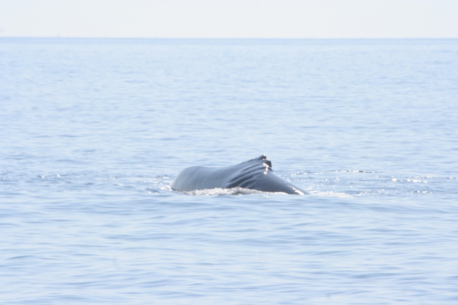 gal/Voyages/France/Cote_Azur/Baleines_-_Villefranche/IMG_1004.JPG