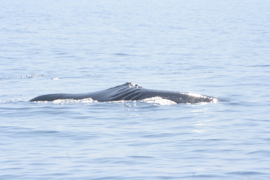 gal/Voyages/France/Cote_Azur/Baleines_-_Villefranche/IMG_1006.JPG