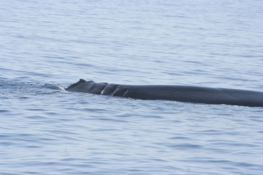 gal/Voyages/France/Cote_Azur/Baleines_-_Villefranche/IMG_1008.JPG