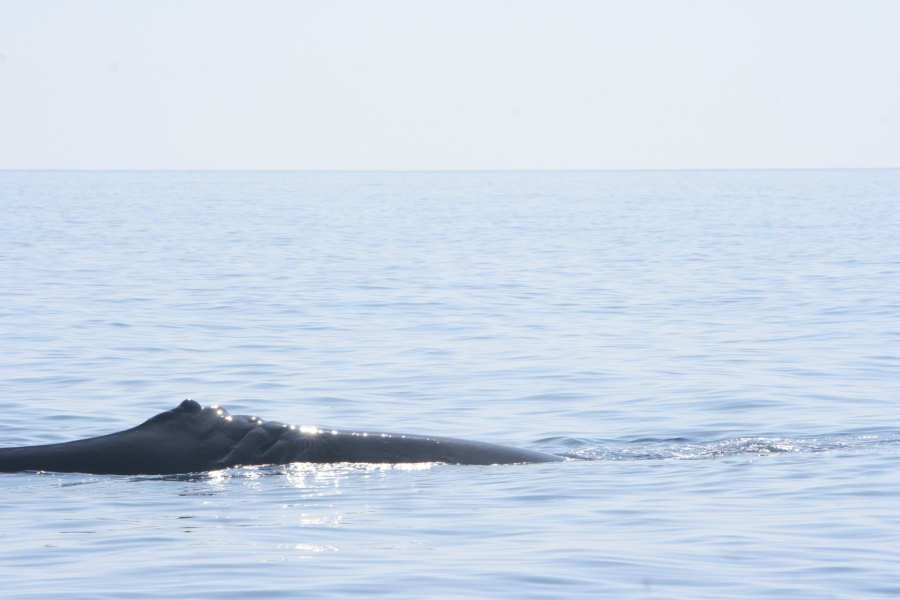 gal/Voyages/France/Cote_Azur/Baleines_-_Villefranche/IMG_1015.JPG