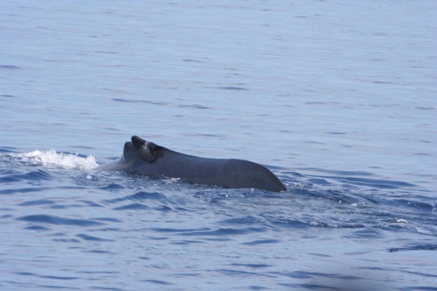gal/Voyages/France/Cote_Azur/Baleines_-_Villefranche/IMG_1020.JPG