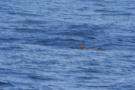 gal/Voyages/France/Cote_Azur/Baleines_-_Villefranche/_thb_IMG_0935.JPG