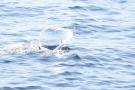 gal/Voyages/France/Cote_Azur/Baleines_-_Villefranche/_thb_IMG_0949.JPG
