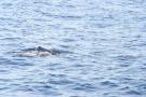 gal/Voyages/France/Cote_Azur/Baleines_-_Villefranche/_thb_IMG_0951.JPG