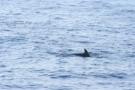 gal/Voyages/France/Cote_Azur/Baleines_-_Villefranche/_thb_IMG_0952.JPG