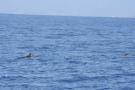 gal/Voyages/France/Cote_Azur/Baleines_-_Villefranche/_thb_IMG_0953.JPG