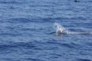 gal/Voyages/France/Cote_Azur/Baleines_-_Villefranche/_thb_IMG_0956.JPG