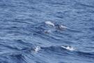 gal/Voyages/France/Cote_Azur/Baleines_-_Villefranche/_thb_IMG_0965.JPG