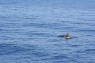 gal/Voyages/France/Cote_Azur/Baleines_-_Villefranche/_thb_IMG_0970.JPG