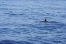 gal/Voyages/France/Cote_Azur/Baleines_-_Villefranche/_thb_IMG_0973.JPG
