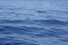 gal/Voyages/France/Cote_Azur/Baleines_-_Villefranche/_thb_IMG_0975.JPG
