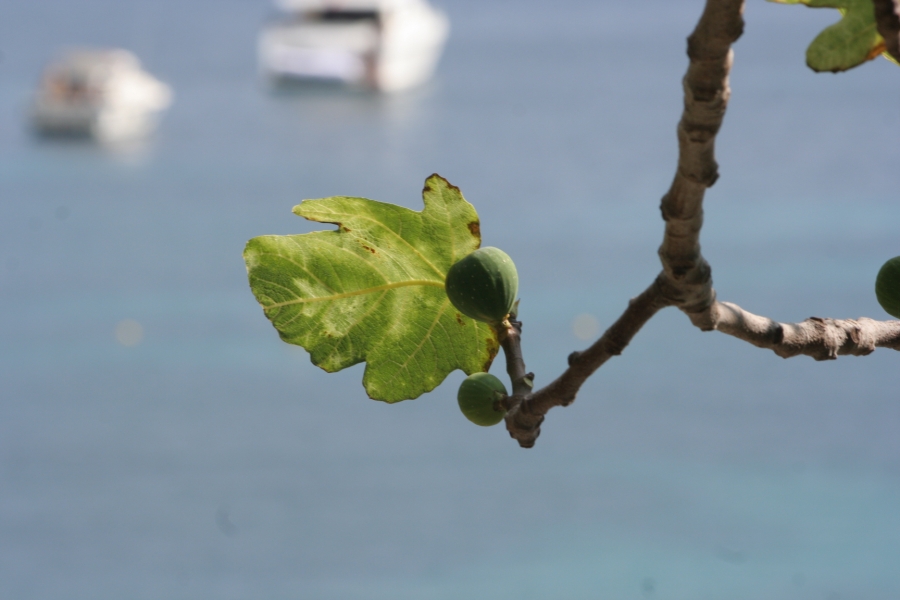 gal/Voyages/France/Cote_Azur/Villefranche_sur_Mer/IMG_1093.JPG