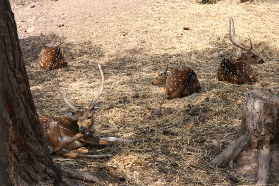 gal/Voyages/France/Cote_Azur/Zoo_de_Frejus/IMG_5314.JPG