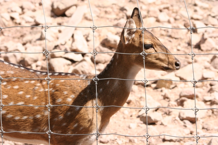 gal/Voyages/France/Cote_Azur/Zoo_de_Frejus/IMG_5317.JPG