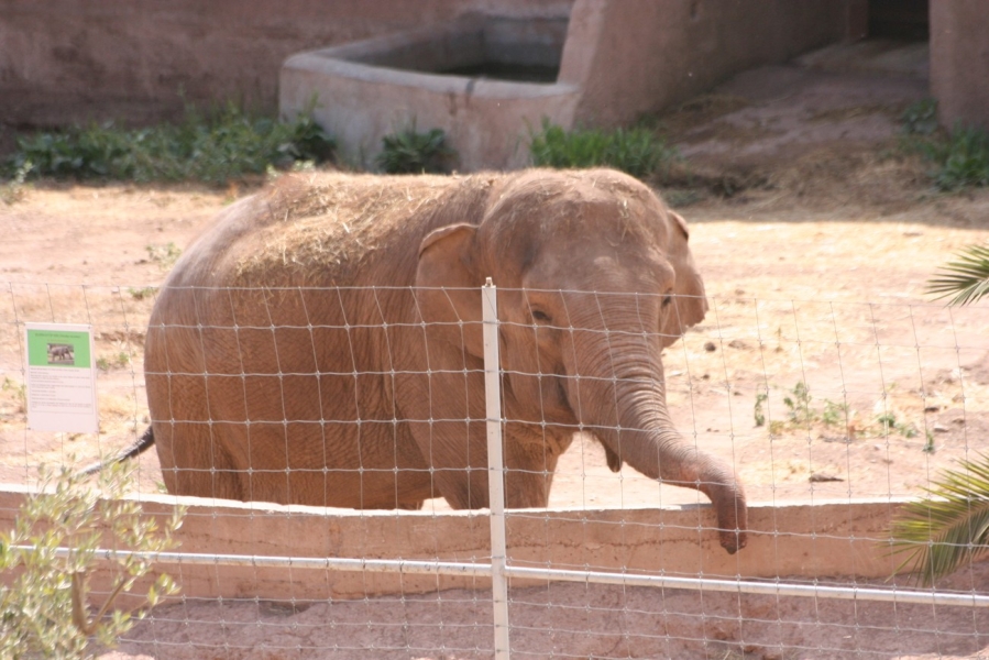 gal/Voyages/France/Cote_Azur/Zoo_de_Frejus/IMG_5321.JPG