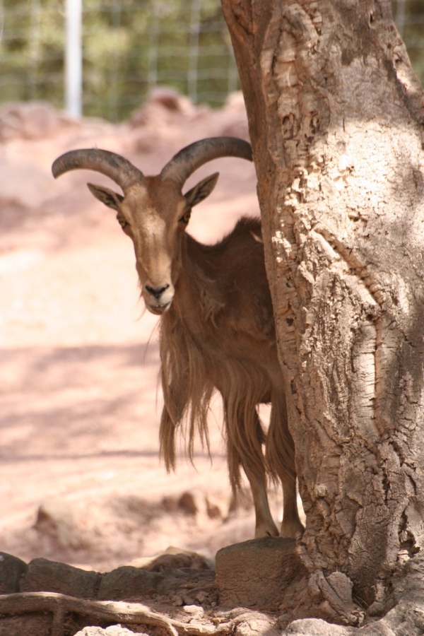 gal/Voyages/France/Cote_Azur/Zoo_de_Frejus/IMG_5322.JPG