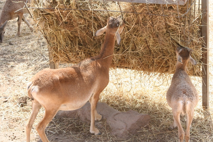 gal/Voyages/France/Cote_Azur/Zoo_de_Frejus/IMG_5323.JPG