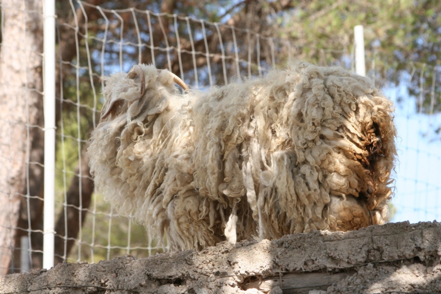 gal/Voyages/France/Cote_Azur/Zoo_de_Frejus/IMG_5326.JPG