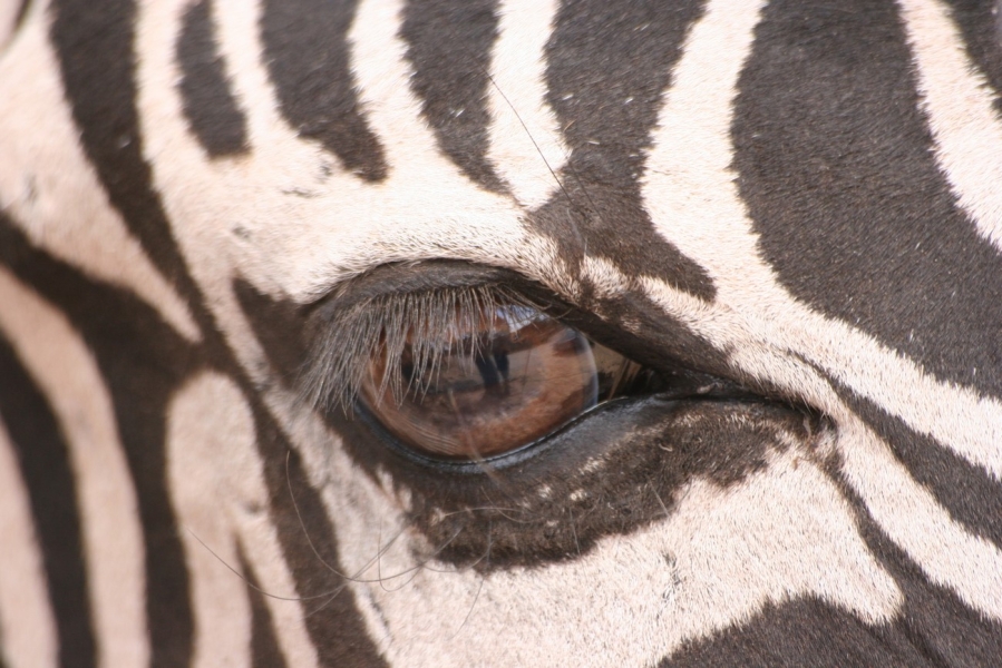 gal/Voyages/France/Cote_Azur/Zoo_de_Frejus/IMG_5332.JPG