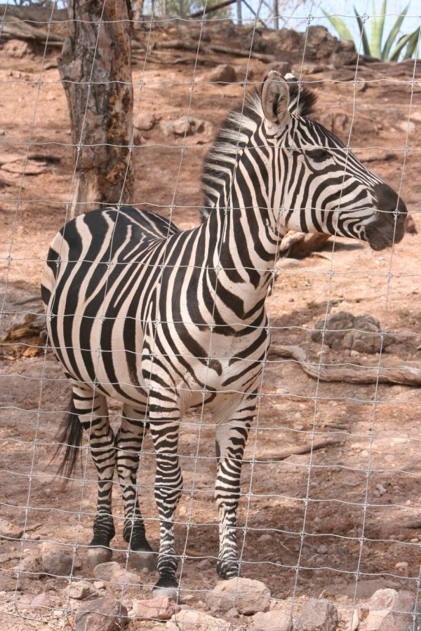 gal/Voyages/France/Cote_Azur/Zoo_de_Frejus/IMG_5333.JPG