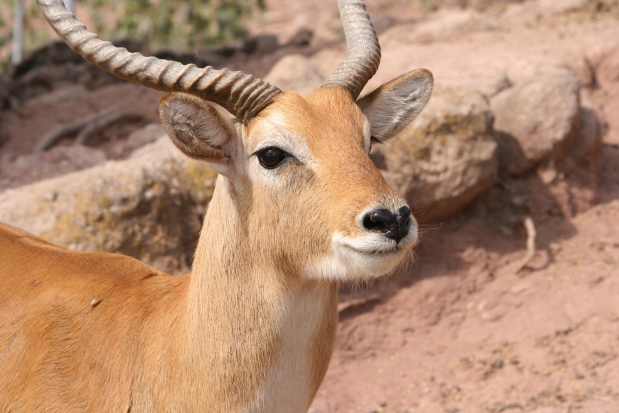 gal/Voyages/France/Cote_Azur/Zoo_de_Frejus/IMG_5338.JPG