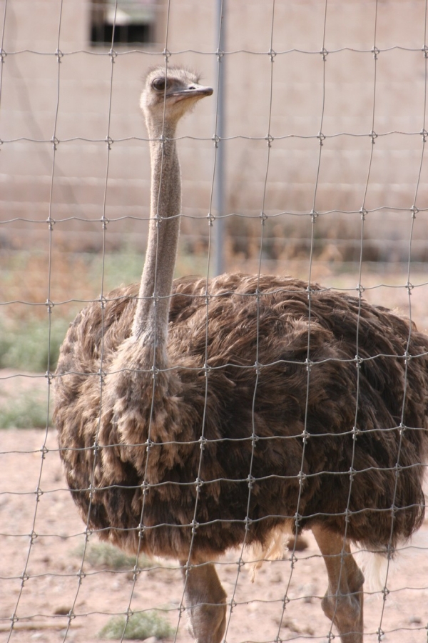 gal/Voyages/France/Cote_Azur/Zoo_de_Frejus/IMG_5342.JPG