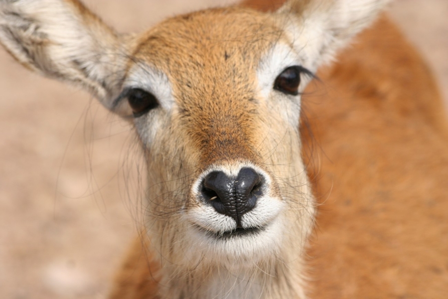 gal/Voyages/France/Cote_Azur/Zoo_de_Frejus/IMG_5343.JPG