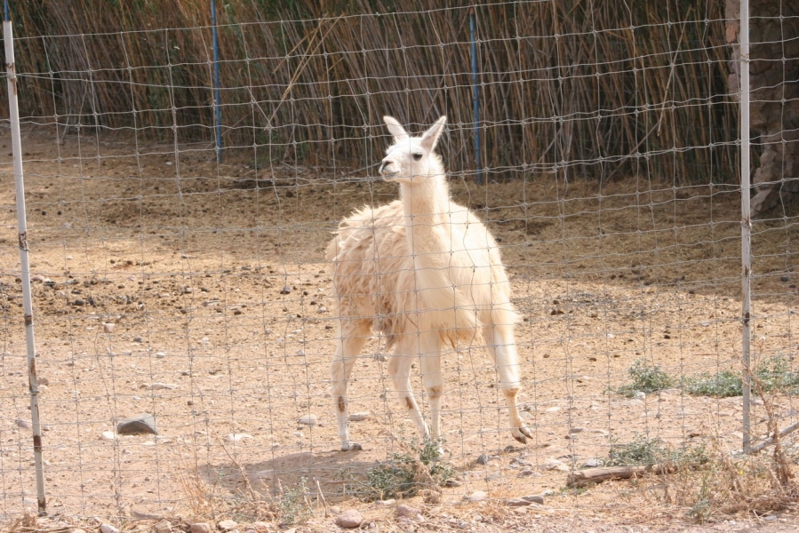 gal/Voyages/France/Cote_Azur/Zoo_de_Frejus/IMG_5346.JPG