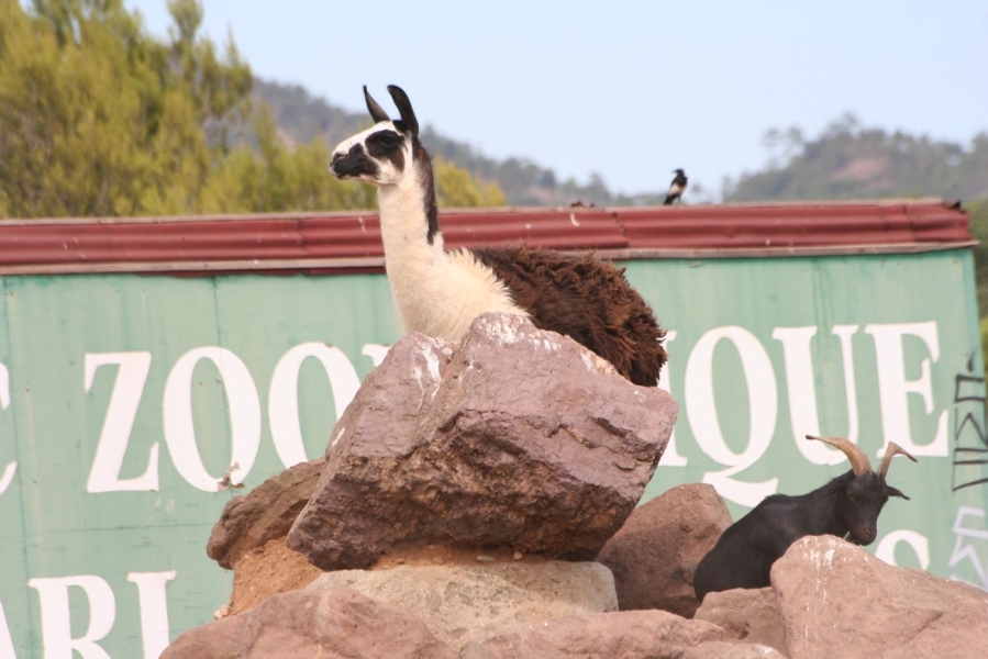 gal/Voyages/France/Cote_Azur/Zoo_de_Frejus/IMG_5349.JPG