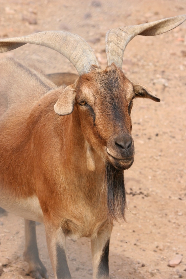 gal/Voyages/France/Cote_Azur/Zoo_de_Frejus/IMG_5350.JPG