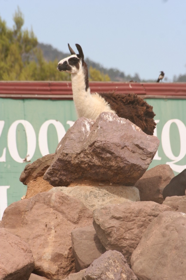 gal/Voyages/France/Cote_Azur/Zoo_de_Frejus/IMG_5352.JPG