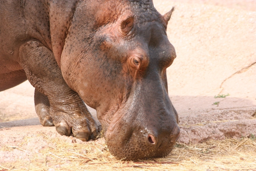 gal/Voyages/France/Cote_Azur/Zoo_de_Frejus/IMG_5369.JPG