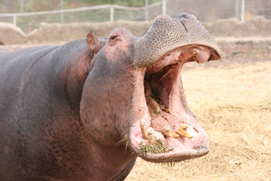 gal/Voyages/France/Cote_Azur/Zoo_de_Frejus/IMG_5372.JPG