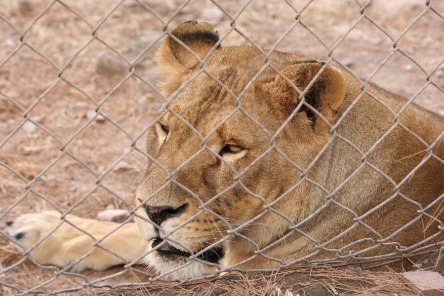 gal/Voyages/France/Cote_Azur/Zoo_de_Frejus/IMG_5393.JPG