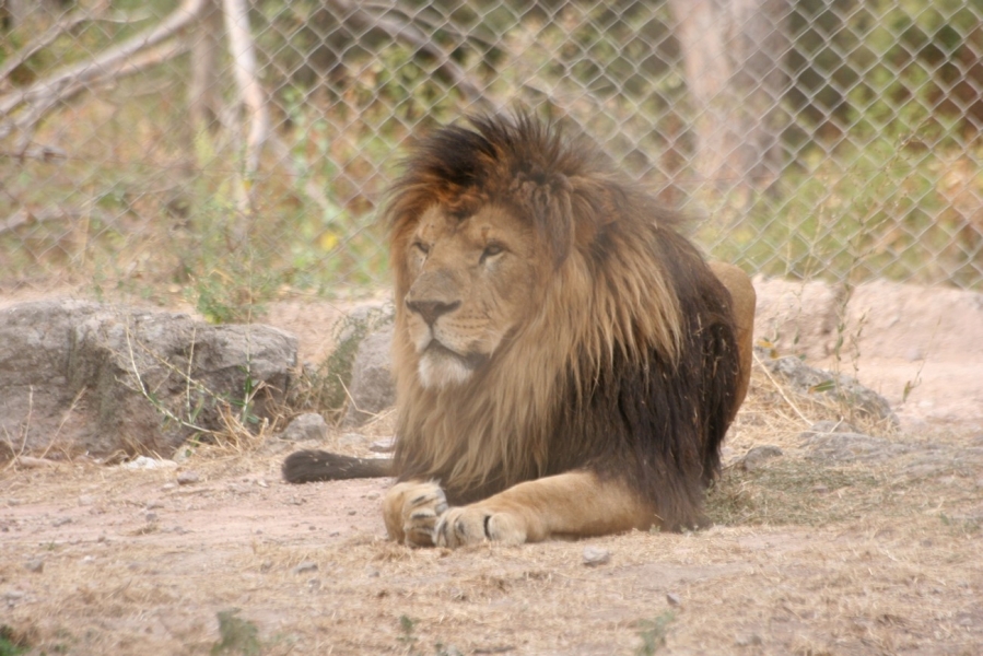 gal/Voyages/France/Cote_Azur/Zoo_de_Frejus/IMG_5394.JPG