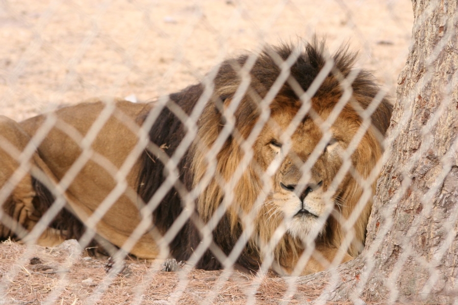 gal/Voyages/France/Cote_Azur/Zoo_de_Frejus/IMG_5404.JPG