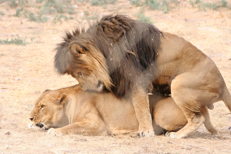 gal/Voyages/France/Cote_Azur/Zoo_de_Frejus/IMG_5409.JPG