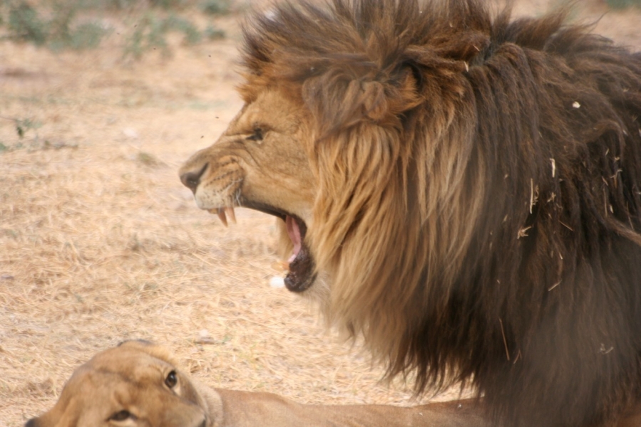 gal/Voyages/France/Cote_Azur/Zoo_de_Frejus/IMG_5411.JPG