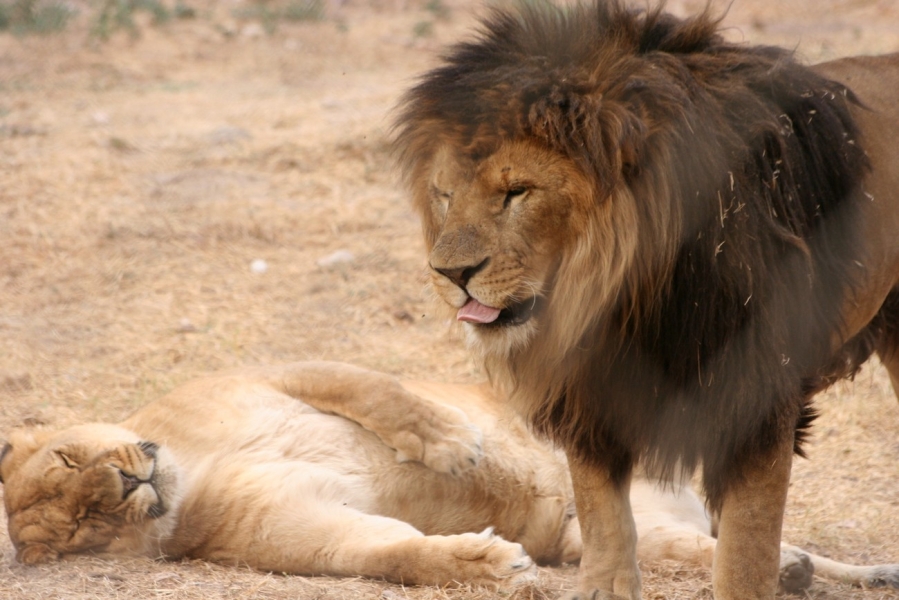 gal/Voyages/France/Cote_Azur/Zoo_de_Frejus/IMG_5412.JPG