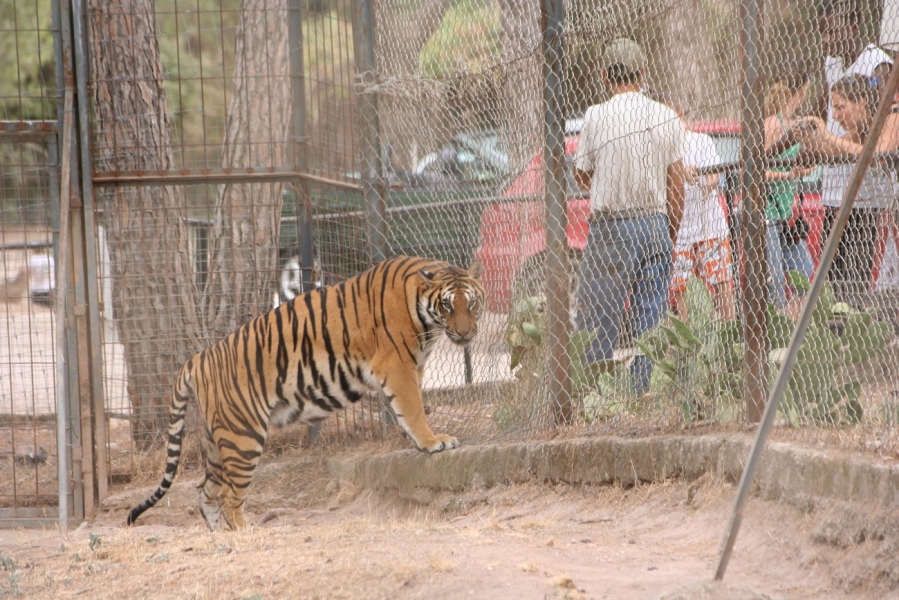 gal/Voyages/France/Cote_Azur/Zoo_de_Frejus/IMG_5425.JPG