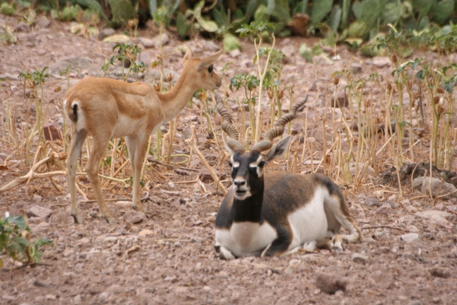 gal/Voyages/France/Cote_Azur/Zoo_de_Frejus/IMG_5440.JPG