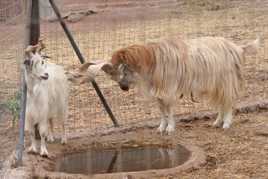 gal/Voyages/France/Cote_Azur/Zoo_de_Frejus/IMG_5444.JPG