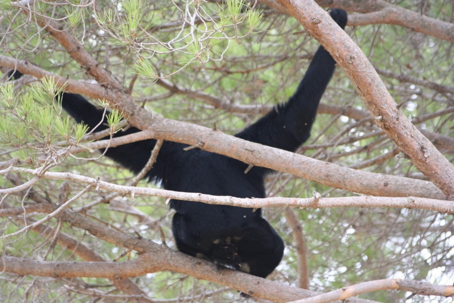 gal/Voyages/France/Cote_Azur/Zoo_de_Frejus/IMG_5446.JPG