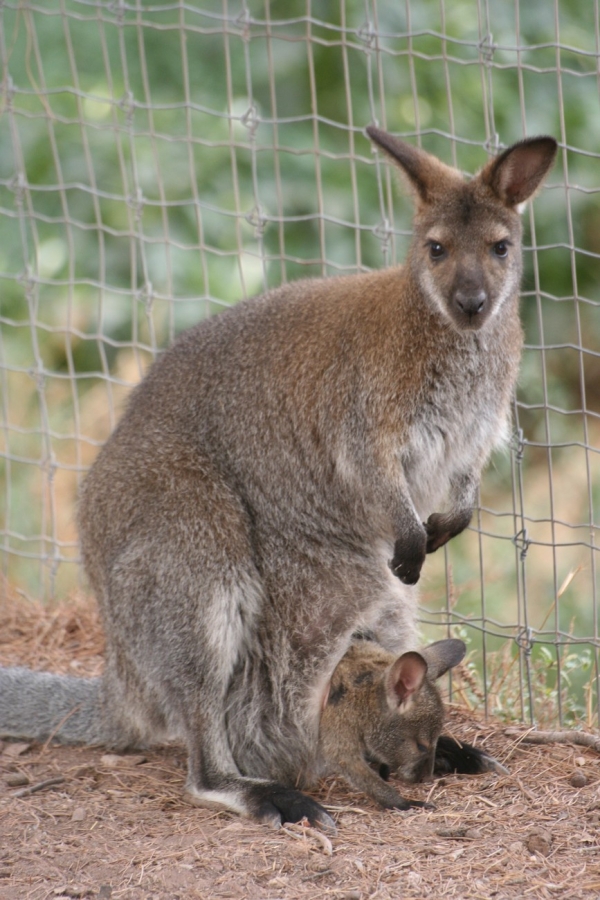 gal/Voyages/France/Cote_Azur/Zoo_de_Frejus/IMG_5456.JPG